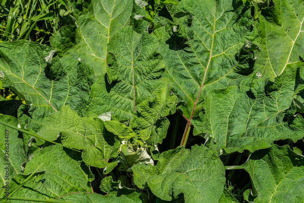 Arctium lappa - Young burdock leaves in an early summer Arctium lappa - Young burdock leaves in an early summer
