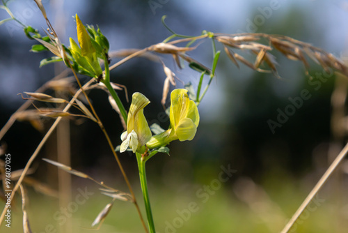 Flower of the Vicia sativa or vetch flower or garden vetch red flower or flower of the tare or simply vetch photo