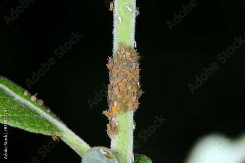 Kleine Weidenblattlaus, Aphis farinosa, Weide