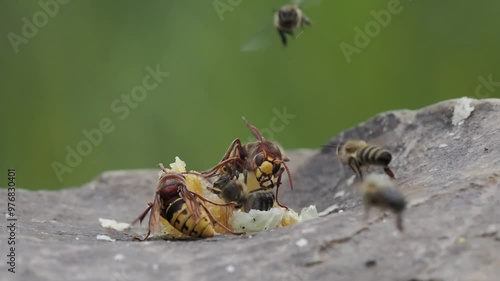 Hornissen (Vespa crabro) jagt Honigbienen photo