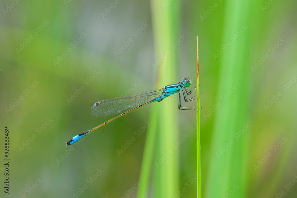 A common bluetail damselfly resting on a grass A common bluetail damselfly resting on a grass