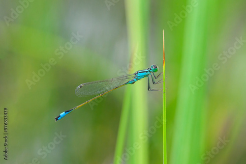 A common bluetail damselfly resting on a grass photo