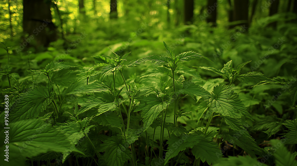 Obraz premium Wild nettle plants in a dense forest area, known for their edible and medicinal properties 