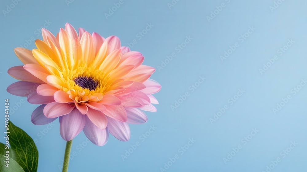 A captivating pink and yellow flower against a soft blue background, perfect for adding color and beauty to any design project. A captivating pink and yellow flower against a soft blue background, perfect for adding color and beauty to any design project.