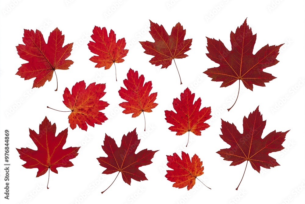 several red autumn fallen leaves several red autumn fallen leaves