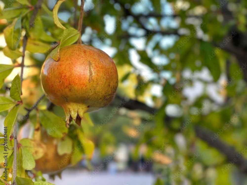 Pomegranate tree in a garden. Small green pomegranate on a tree. Unripe pomegranate in the garden. Useful fruits. Wild pomegranate on a branch with green leaves. Pomegranate tree in a garden. Small green pomegranate on a tree. Unripe pomegranate in the garden. Useful fruits. Wild pomegranate on a branch with green leaves.