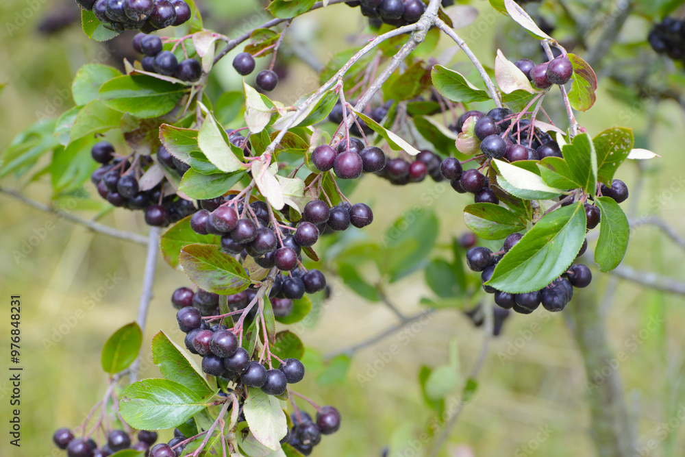 Apfelbeeren, Schwarze Apfelbeere, Aronia melanocarpa Apfelbeeren, Schwarze Apfelbeere, Aronia melanocarpa
