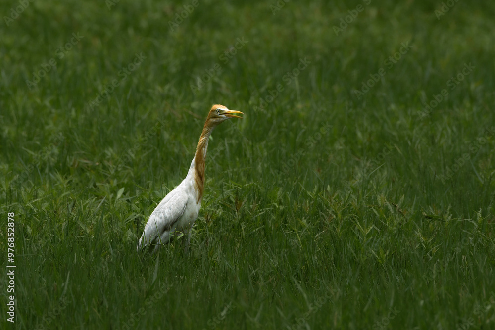 Obraz premium great blue heron ardea cinerea