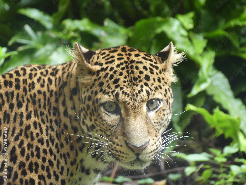 Fototapeta premium close up of leopard