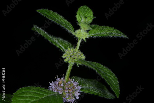 Ackerminze,  Mentha arvensis L. photo