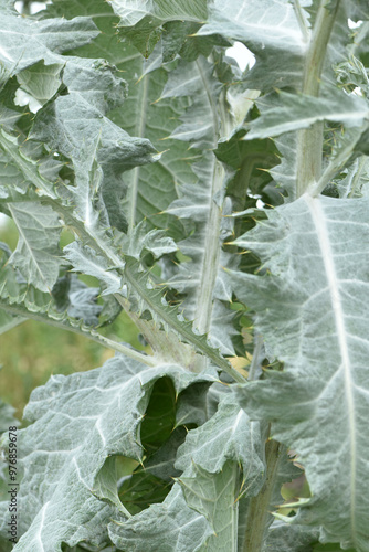 Distel, Gewöhnliche Eselsdistel,  Onopordum acanthium photo