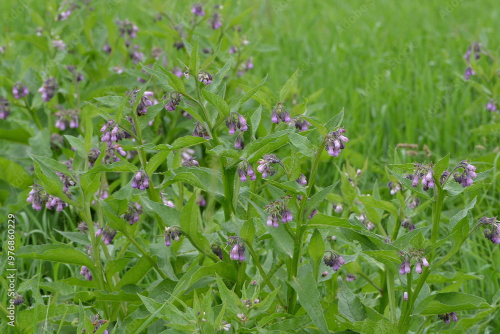 Beinwell, Gewöhnlicher, Symphytum officinale Beinwell, Gewöhnlicher, Symphytum officinale