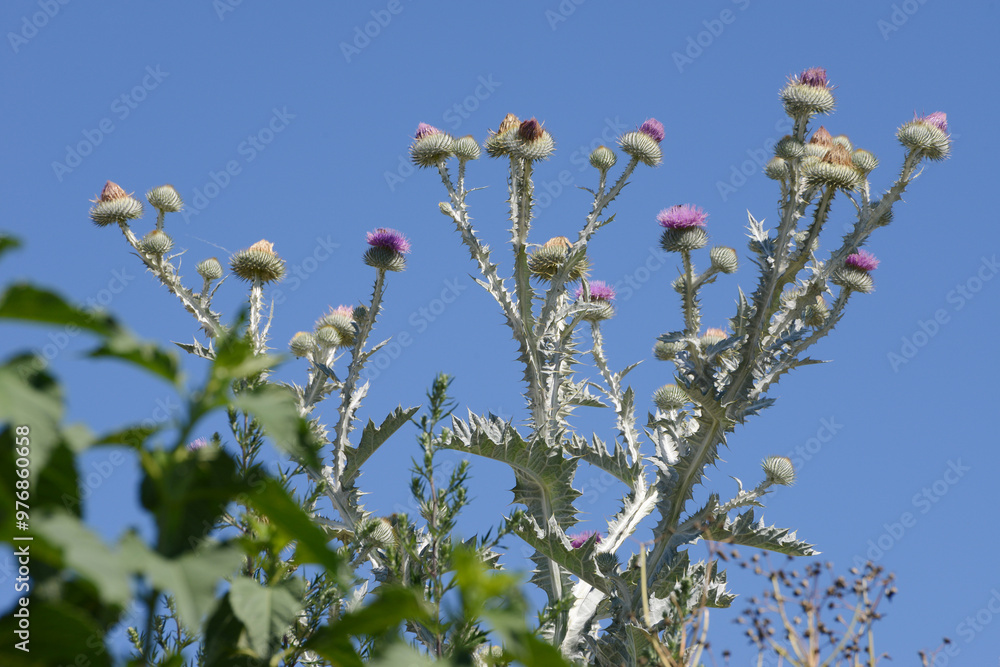 Distel, Gewöhnliche Eselsdistel, Onopordum acanthium Distel, Gewöhnliche Eselsdistel, Onopordum acanthium