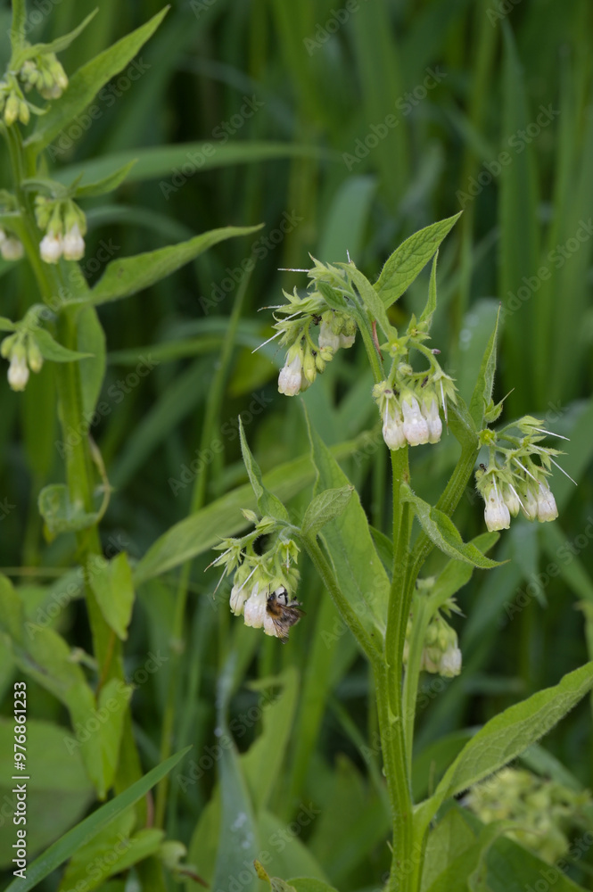 Beinwell, Gewöhnlicher, Symphytum officinale Beinwell, Gewöhnlicher, Symphytum officinale