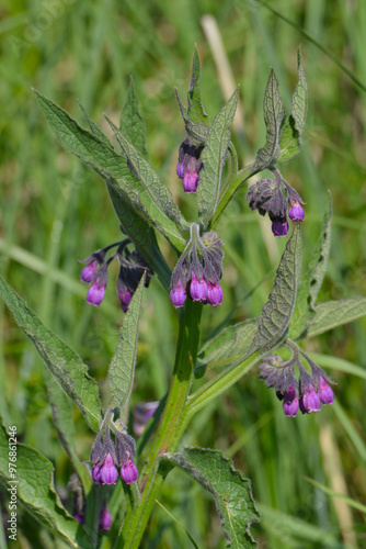 Beinwell, Gewöhnlicher, Symphytum officinale photo