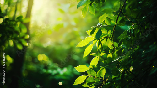 Sunlit green leaves in a lush forest