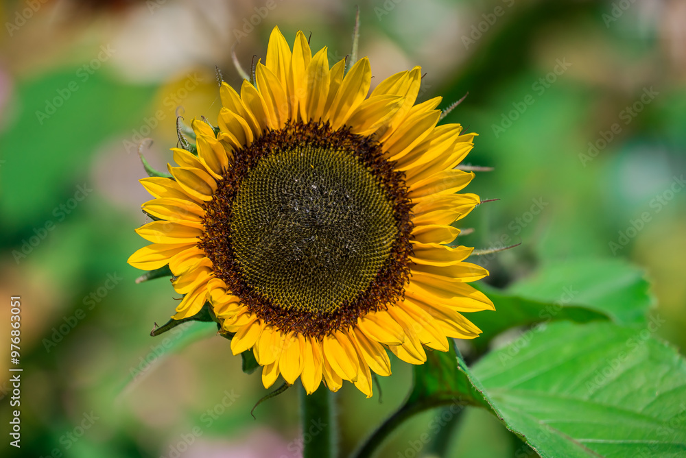 Beautiful flowers growing in the autumn garden Beautiful flowers growing in the autumn garden