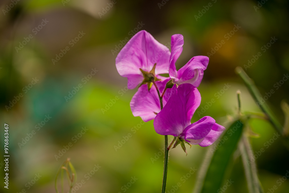 Beautiful flowers growing in the autumn garden Beautiful flowers growing in the autumn garden