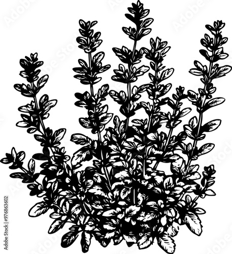 Illustration of Thyme Herb Plant in Hand-Drawn Style