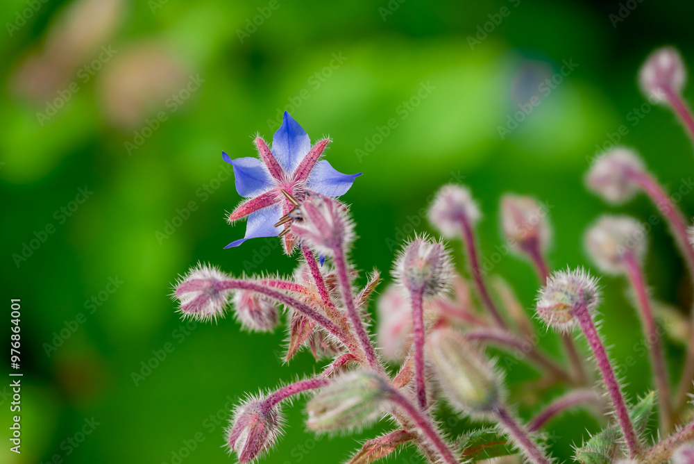 Beautiful flowers growing in the autumn garden Beautiful flowers growing in the autumn garden
