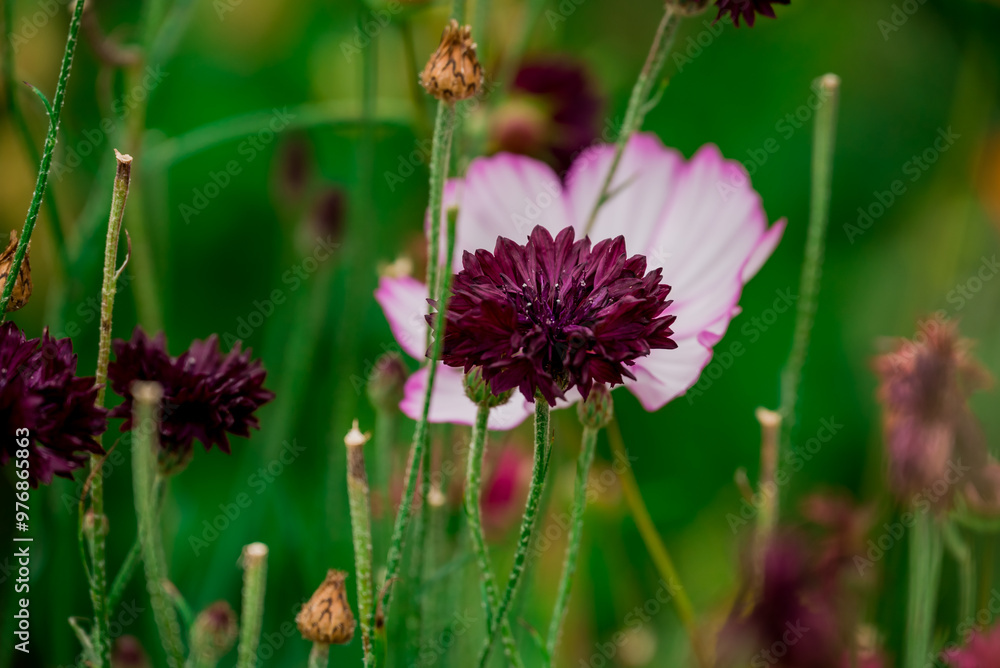 Beautiful flowers growing in the autumn garden Beautiful flowers growing in the autumn garden