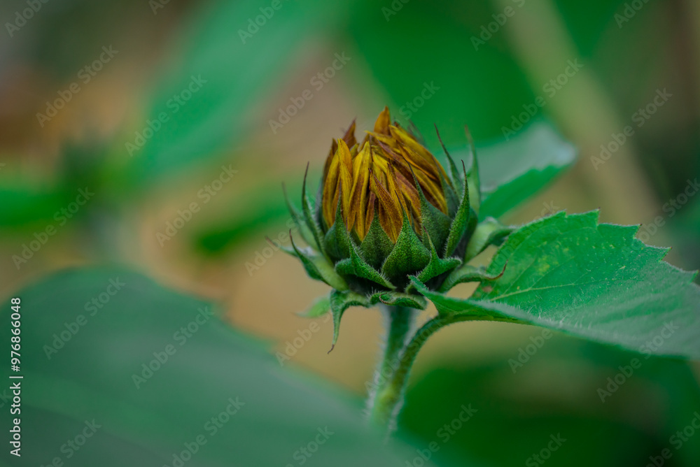 Beautiful flowers growing in the autumn garden Beautiful flowers growing in the autumn garden