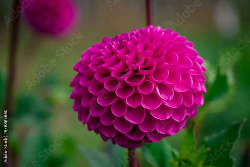 Beautiful flowers growing in the autumn garden