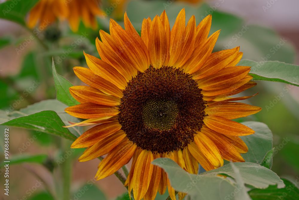 Obraz premium Beautiful flowers growing in the autumn garden