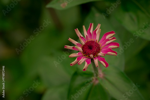 Beautiful flowers growing in the autumn garden