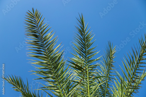 Palm leaves against the sky. Selective focus.