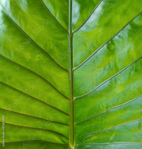 green leaf background leaf pattern nature