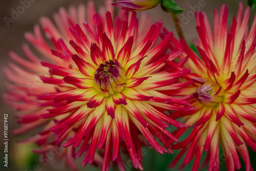 Beautiful flowers growing in the autumn garden