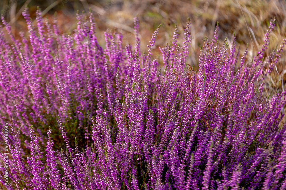 Obraz premium Selective focus of purple flowers in the filed, Calluna vulgaris (Heide, Heath, ling or simply heather) is the sole species in the genus Calluna, Flowering plant family Ericaceae, Natural background.