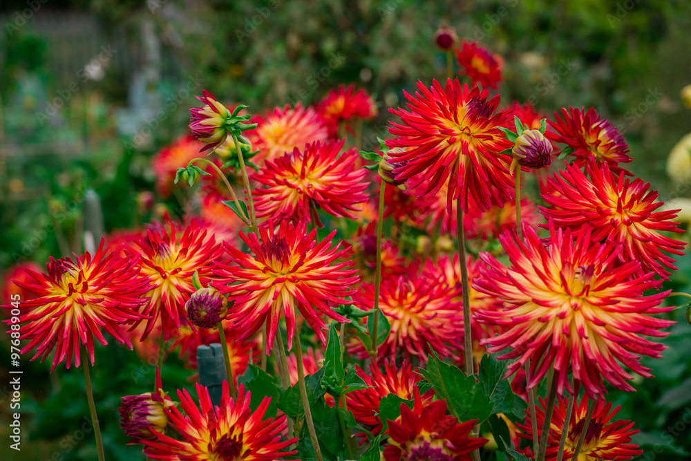 Beautiful flowers growing in the autumn garden Beautiful flowers growing in the autumn garden