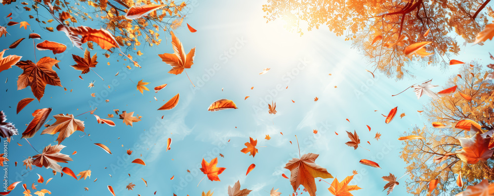 Bottom up panorama of many colourful autumnal maple leaves falling from the trees in beautiful park. Low angle view. Bottom up panorama of many colourful autumnal maple leaves falling from the trees in beautiful park. Low angle view.