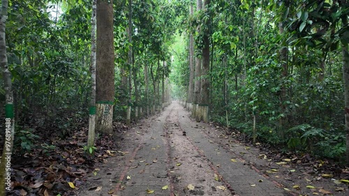 Lawachara national park alley, Sylhet Division, Moulvibazar, Bangladesh