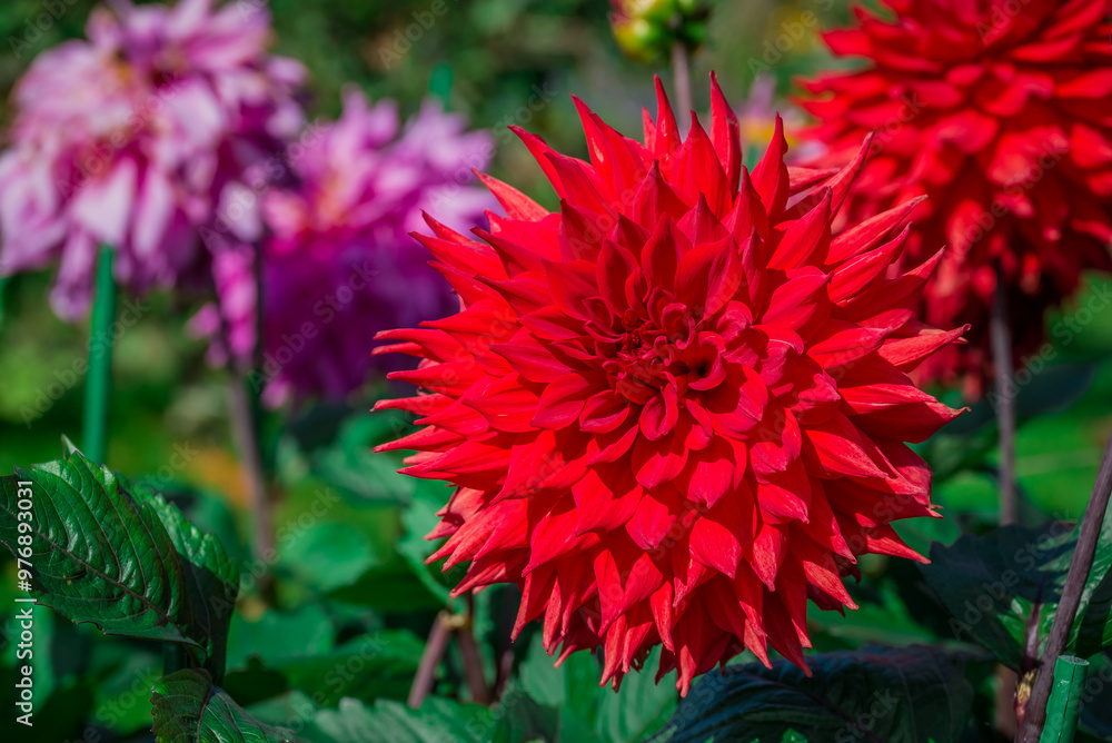 Beautiful dhalia flowers growing in the autumn garden Beautiful dhalia flowers growing in the autumn garden