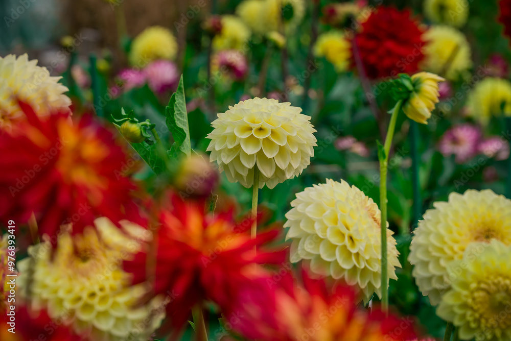 Beautiful flowers growing in the autumn garden Beautiful flowers growing in the autumn garden