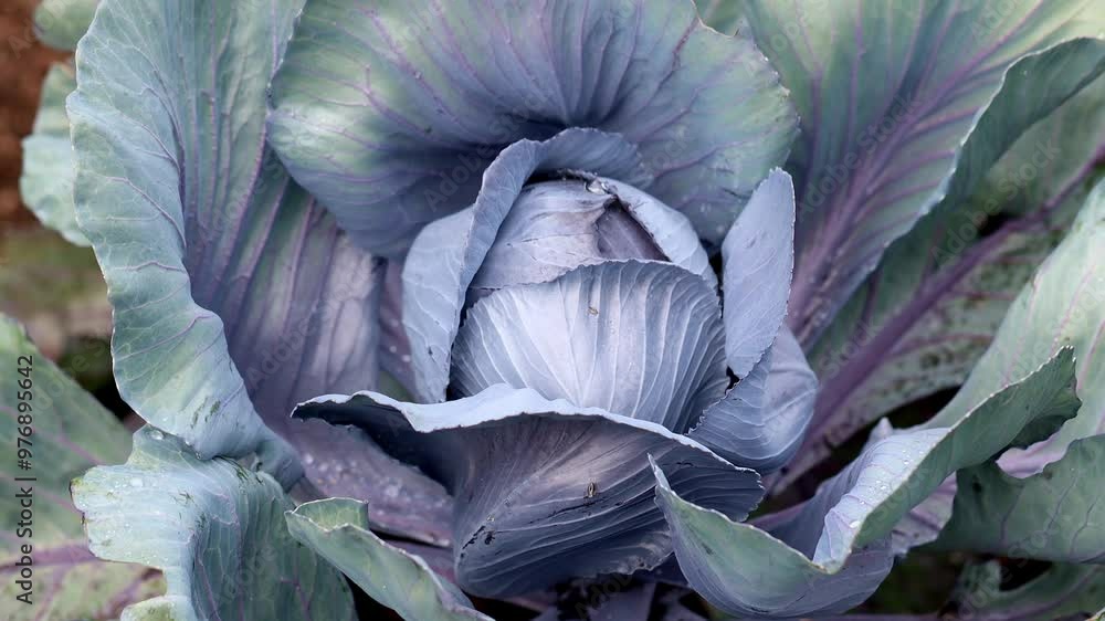 white cabbage growing in the garden 4k 30fps video white cabbage growing in the garden 4k 30fps video