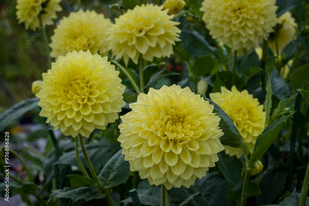 Beautiful flowers growing in the autumn garden