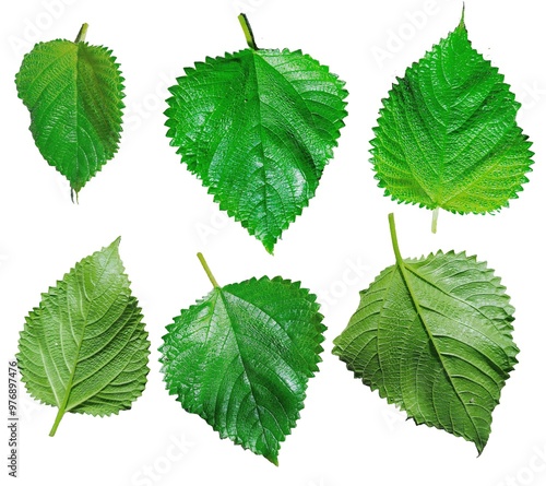 2. Boehmeria leaves or nettle photo