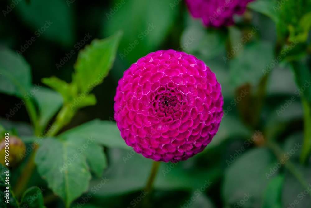 Beautiful flowers growing in the autumn garden Beautiful flowers growing in the autumn garden