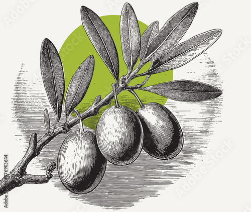 Vintage engraving of branch...