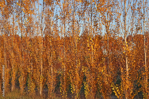 Foto Alignement de peupliers en automne