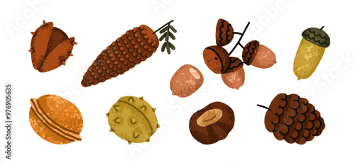 Cones, chestnut, nut, acorn set. Autumn botanical decorations collection. Pinecone, walnut, fruit, fall season decorative design elements. Flat vector illustration isolated on white background