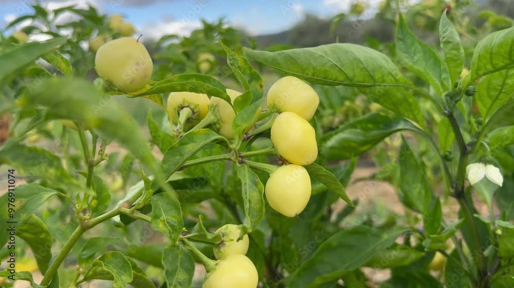 Bishop’s hot crown pepper in a garden under the clouds Bishop’s hot crown pepper in a garden under the clouds