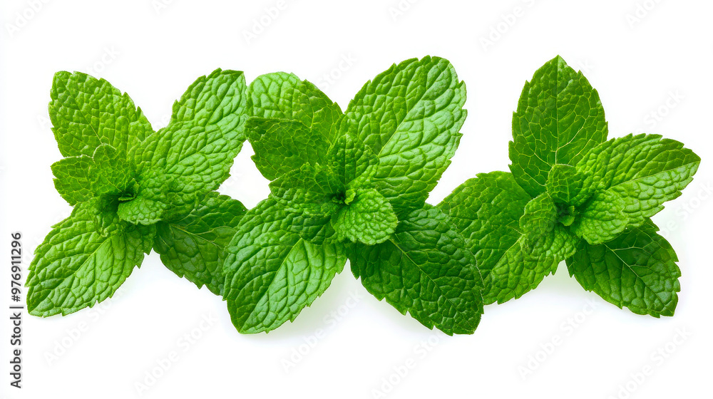 Fresh Vibrant Mint Leaves Isolated on White Background - Ideal for Culinary, Herbal Uses, Health Recipes, and Natural Remedies Fresh Vibrant Mint Leaves Isolated on White Background - Ideal for Culinary, Herbal Uses, Health Recipes, and Natural Remedies