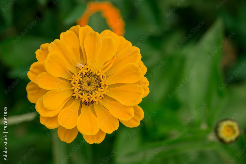 Beautiful flowers growing in the autumn garden Beautiful flowers growing in the autumn garden