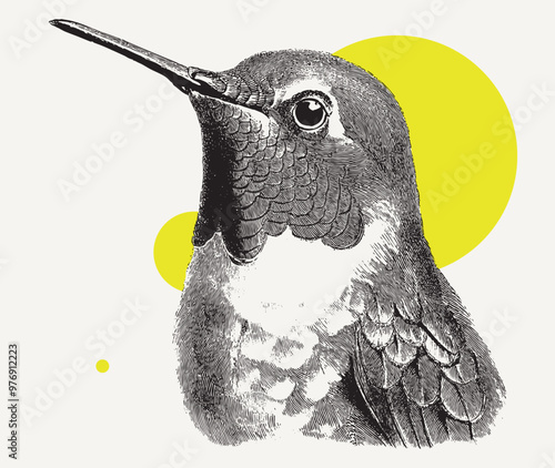 Vintage engraving of a hummingbird
