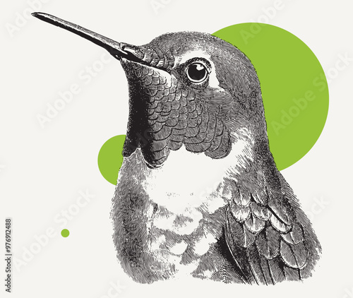 Vintage engraving of a humm...